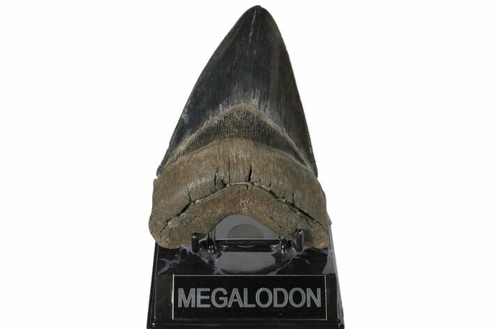 Serrated, Upper Megalodon Tooth - Nice Enamel #125931